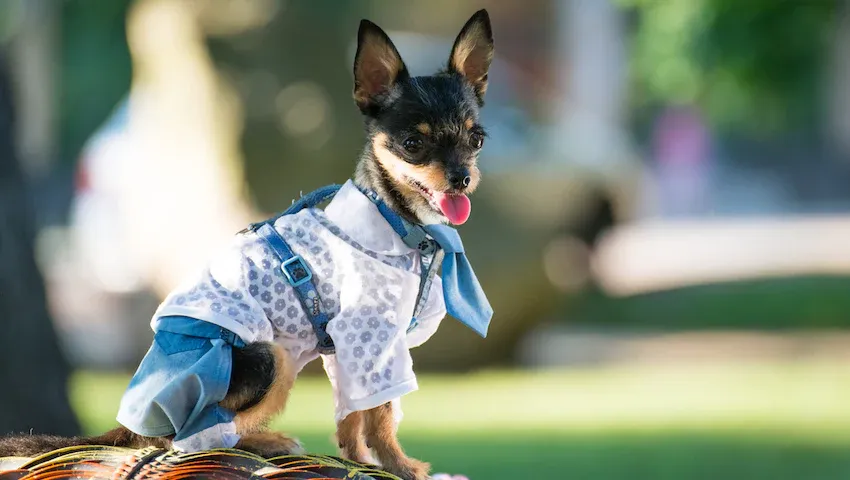 A ₹500 Crore Opportunity Dressed in Fur